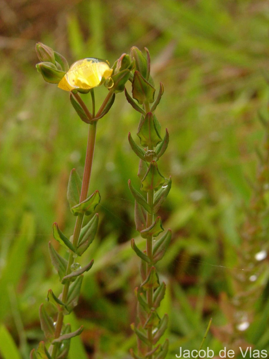 Hypericum japonicum Thunb.